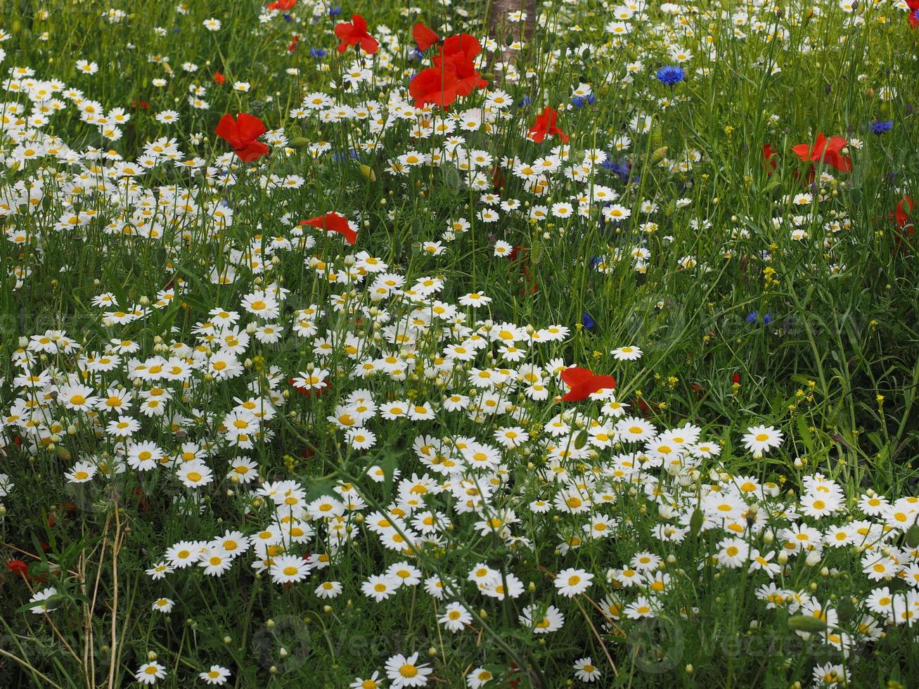 fleurs de marguerite blanche photo