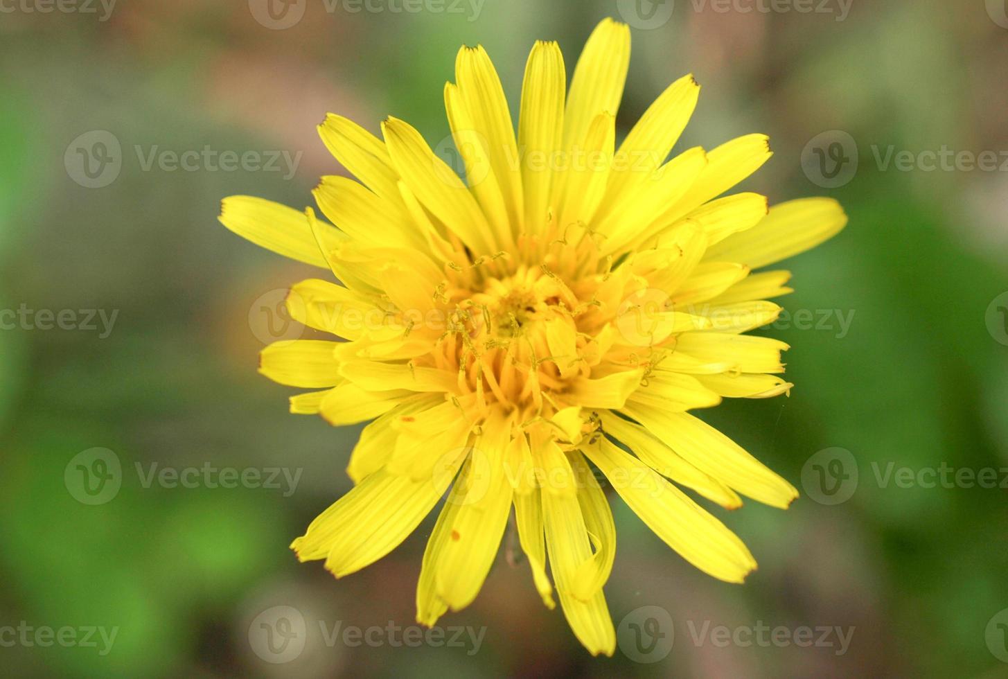 pissenlit plante taraxacum officinale fleur photo