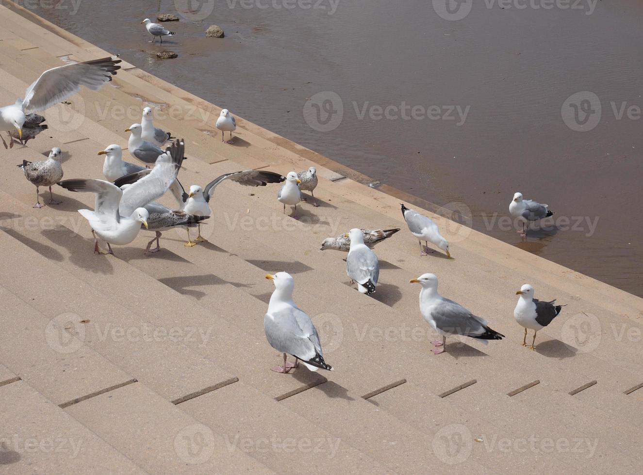 mouettes dans les escaliers photo