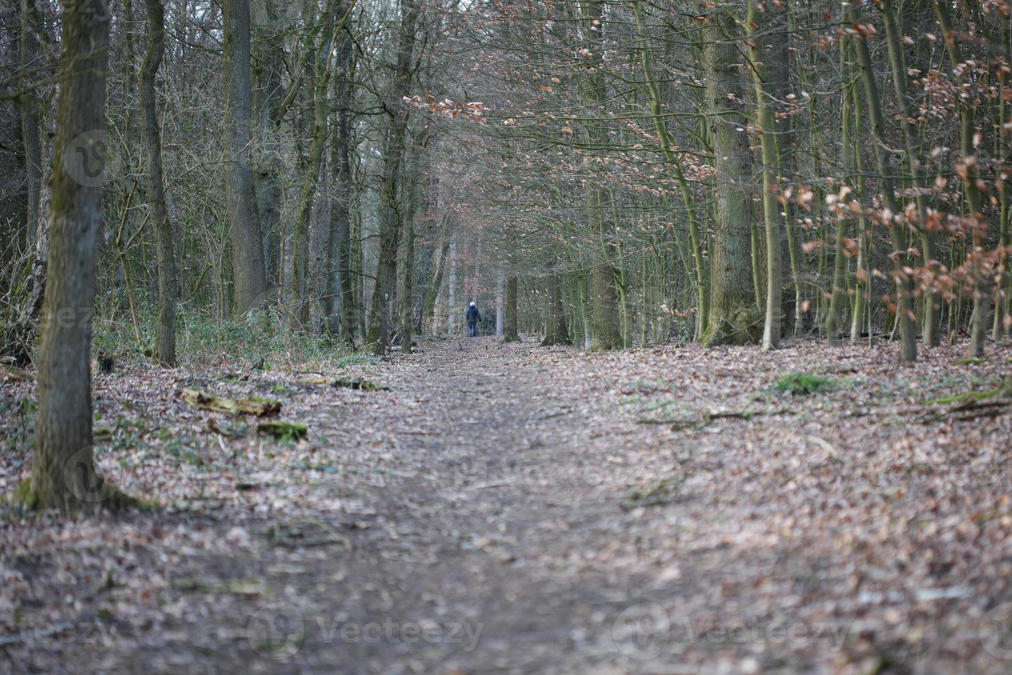 route en arrière-plan de la forêt allemande photographie de stock tirages de haute qualité photo