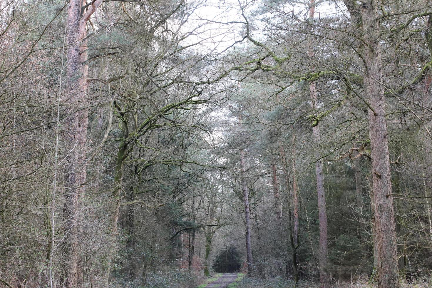 route en arrière-plan de la forêt allemande photographie de stock tirages de haute qualité photo