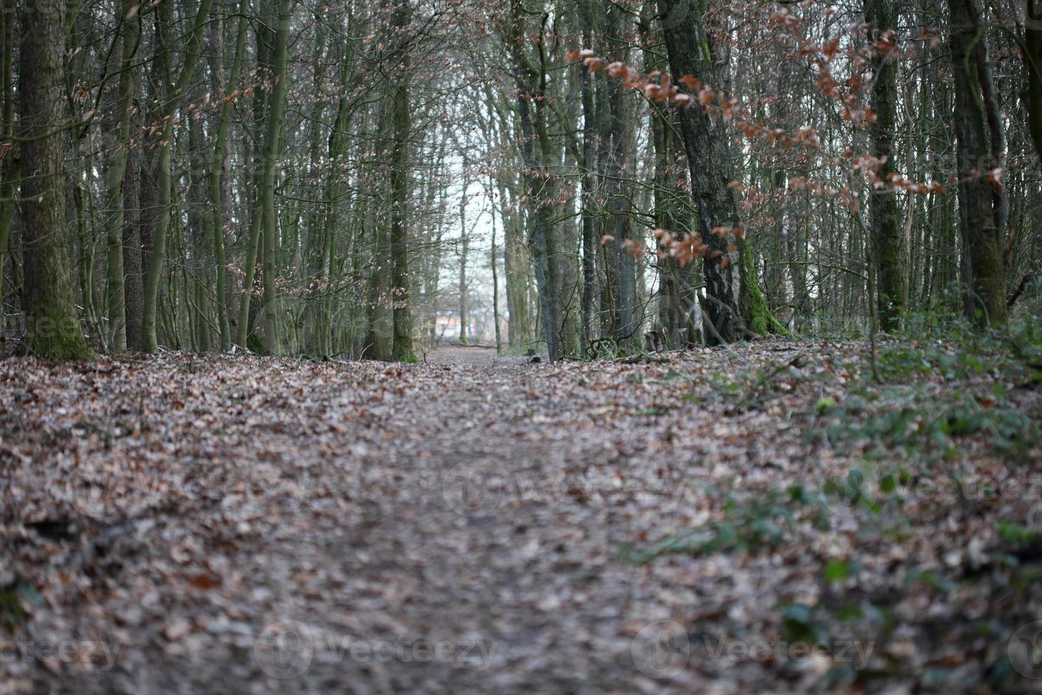 route en arrière-plan de la forêt allemande photographie de stock tirages de haute qualité photo