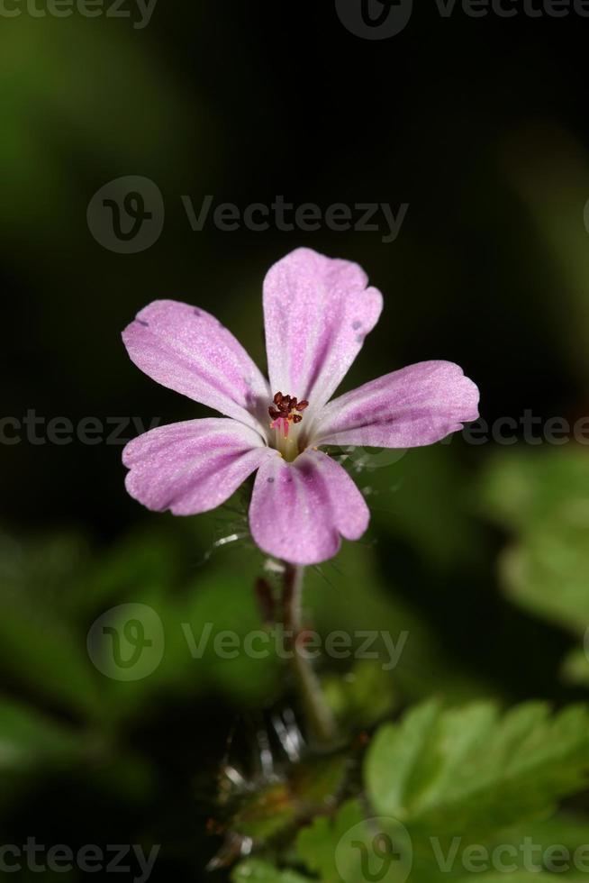 Fleur violette sauvage géranium robertianum famille geraniaceae moderne photo