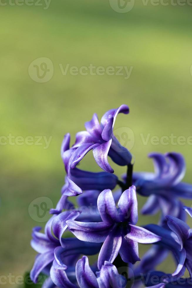 Hyacinthus orientalis fleur macro fond famille asparagacées photo