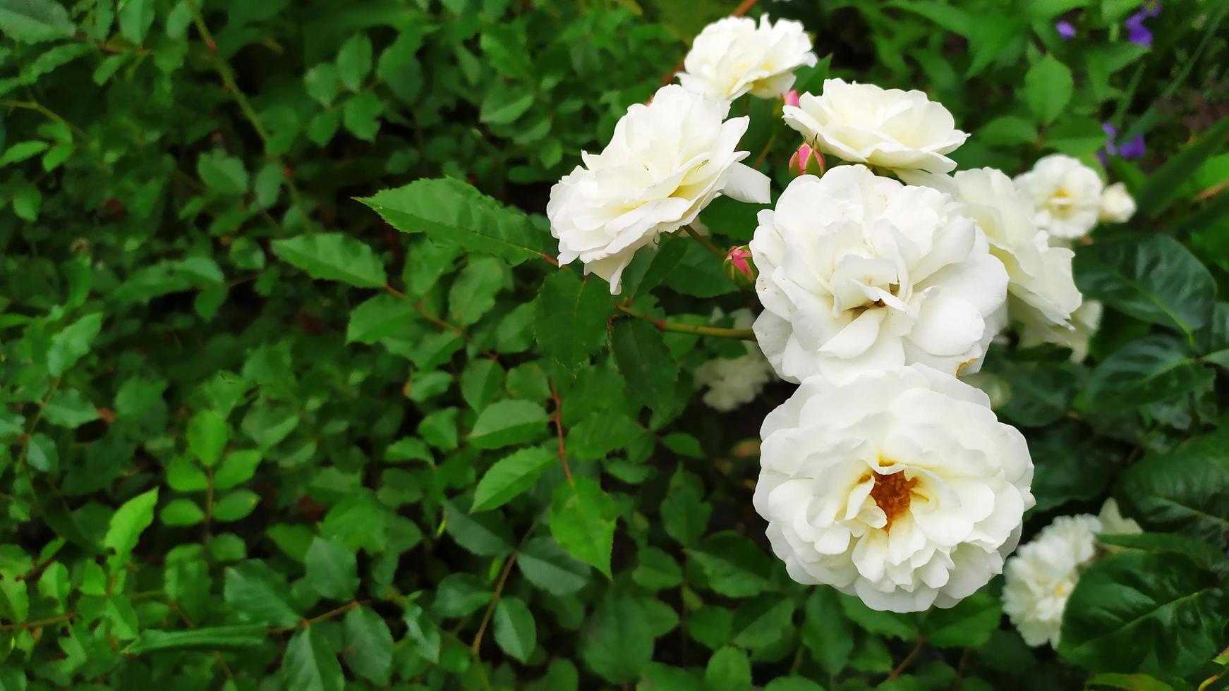 des roses blanches ont fleuri dans le jardin en été photo