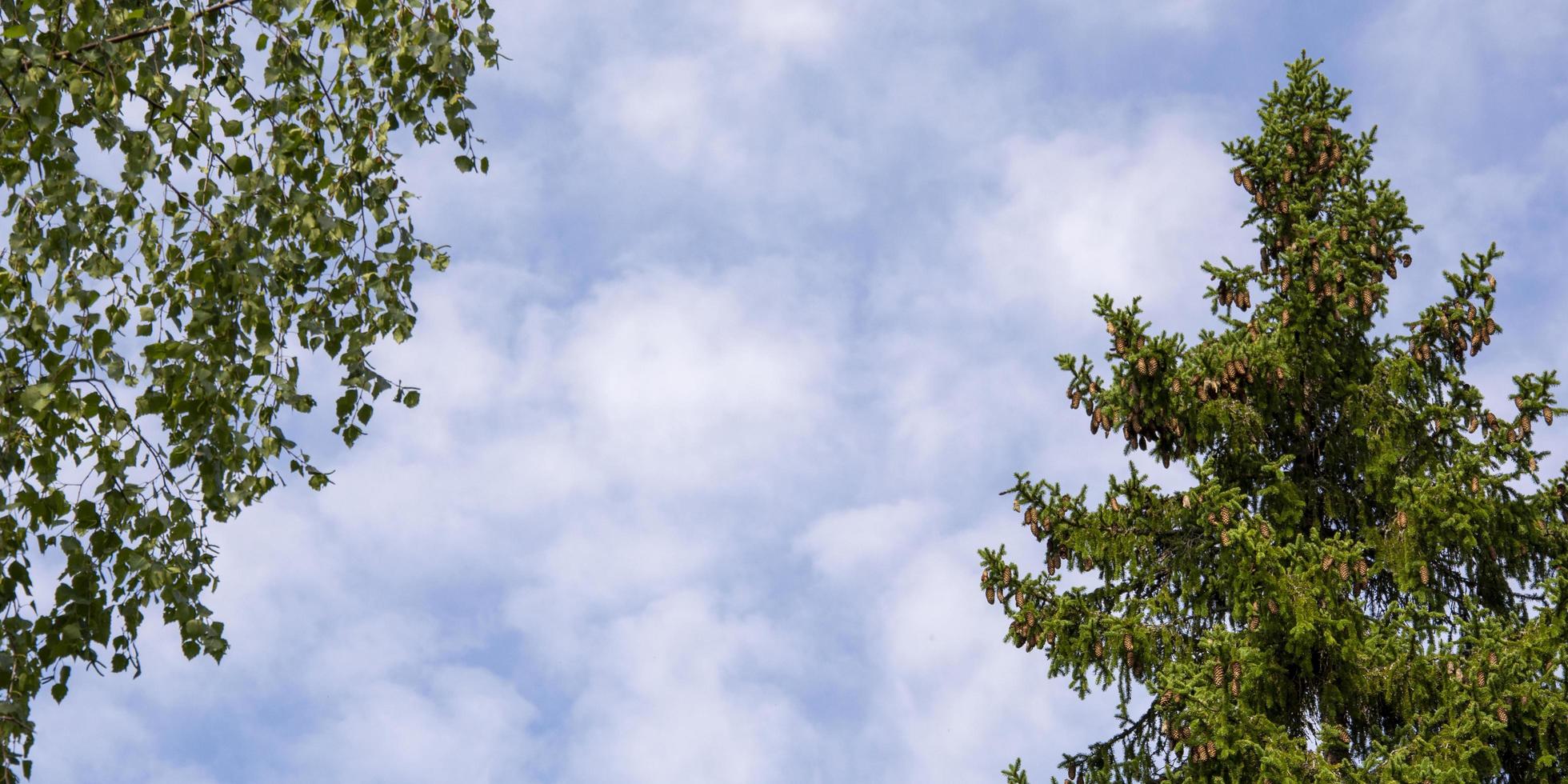 cimes d'arbres en forme de cadre photo