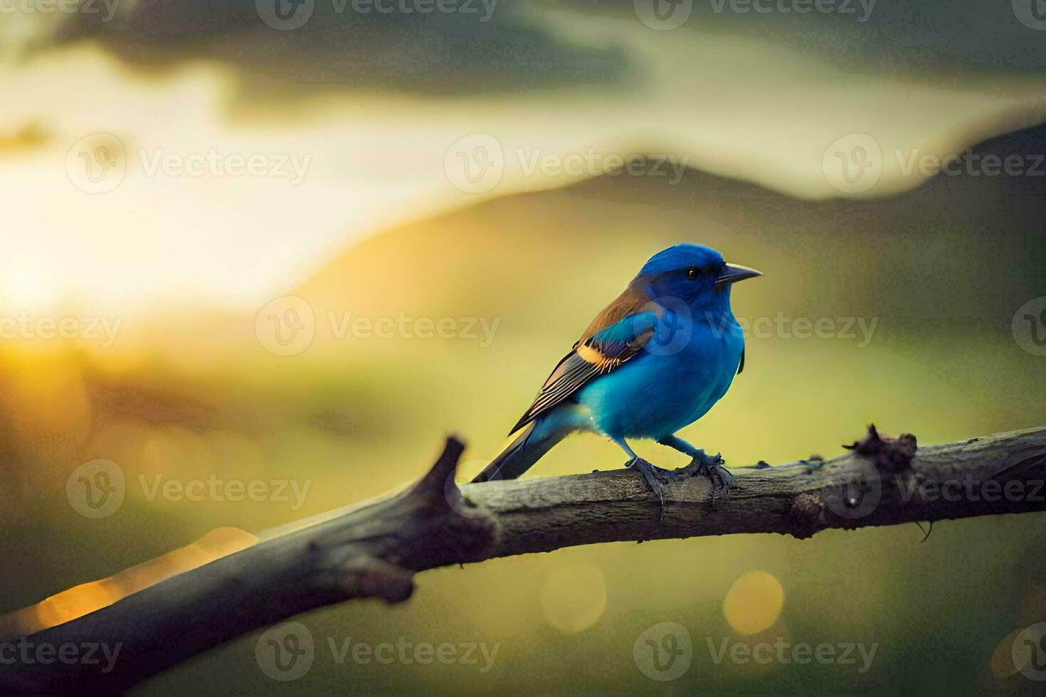 une bleu oiseau est assis sur une branche dans de face de une le coucher du soleil. généré par ai photo