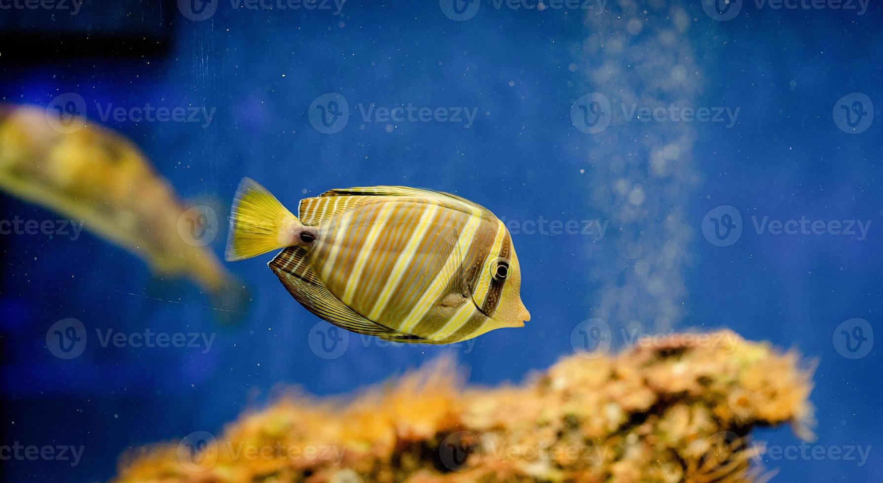 image sous-marine de poissons dans la mer photo