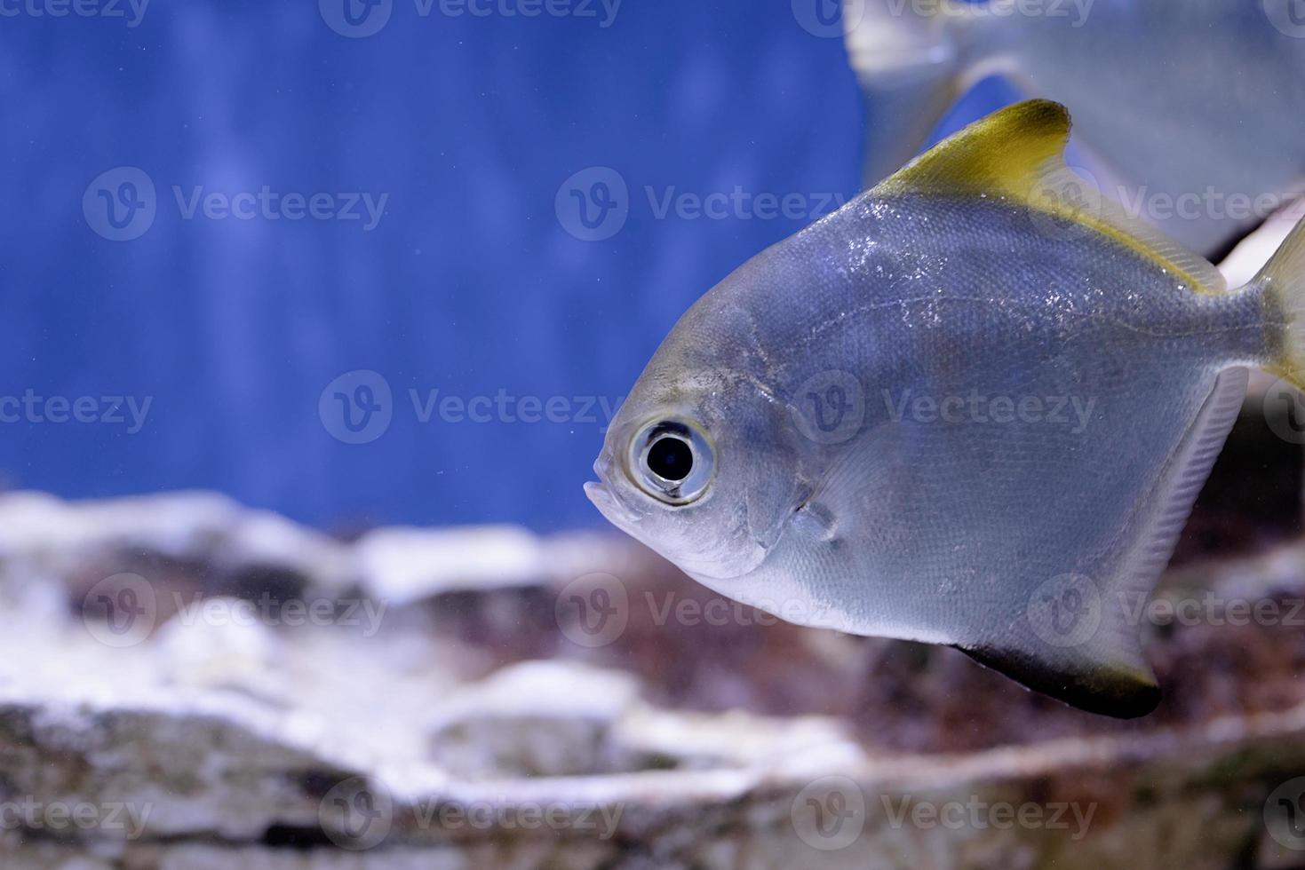 image sous-marine de poissons dans la mer photo