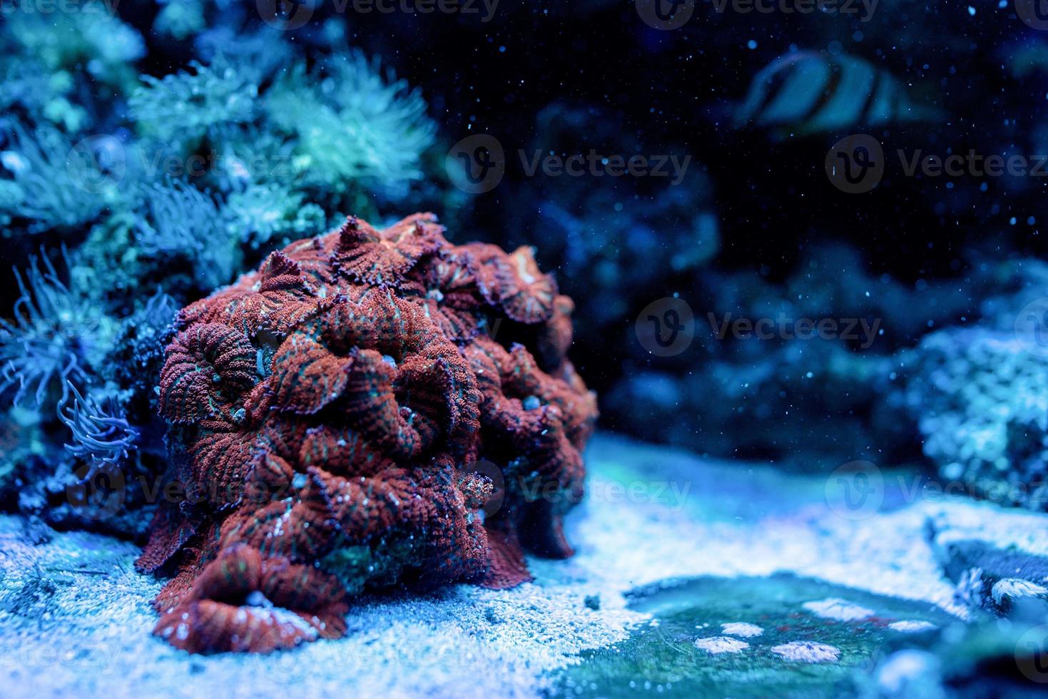 image sous-marine de plantes marines et d'algues dans la mer photo