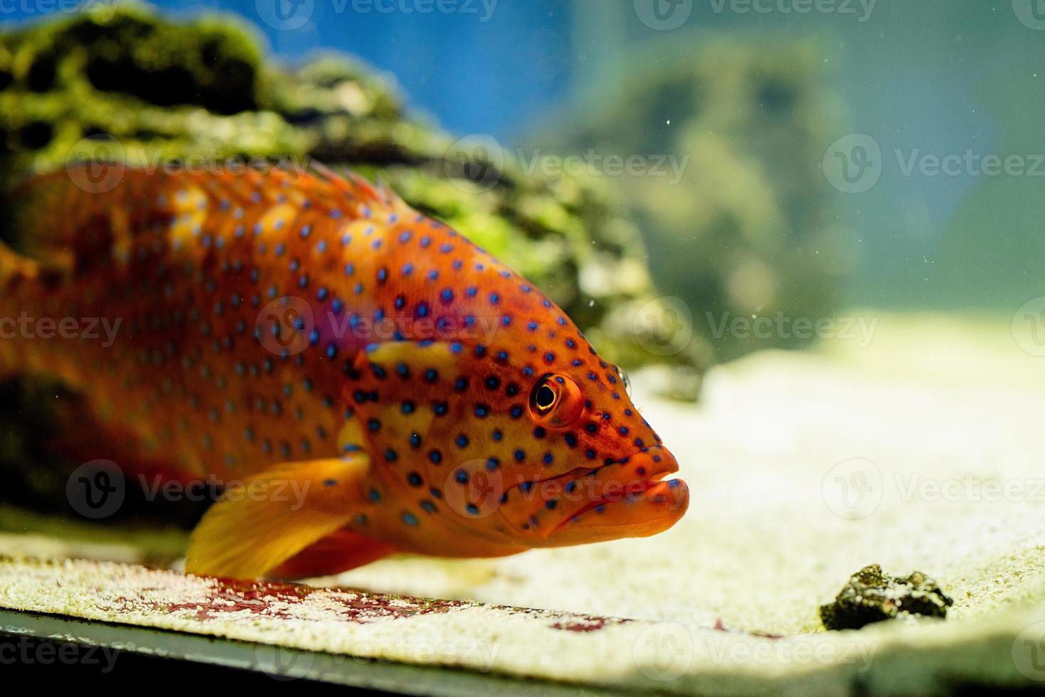 image sous-marine de poissons dans la mer photo