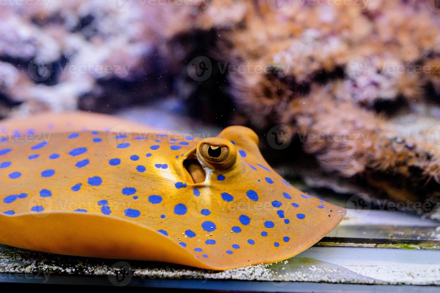 image sous-marine de poissons dans la mer photo