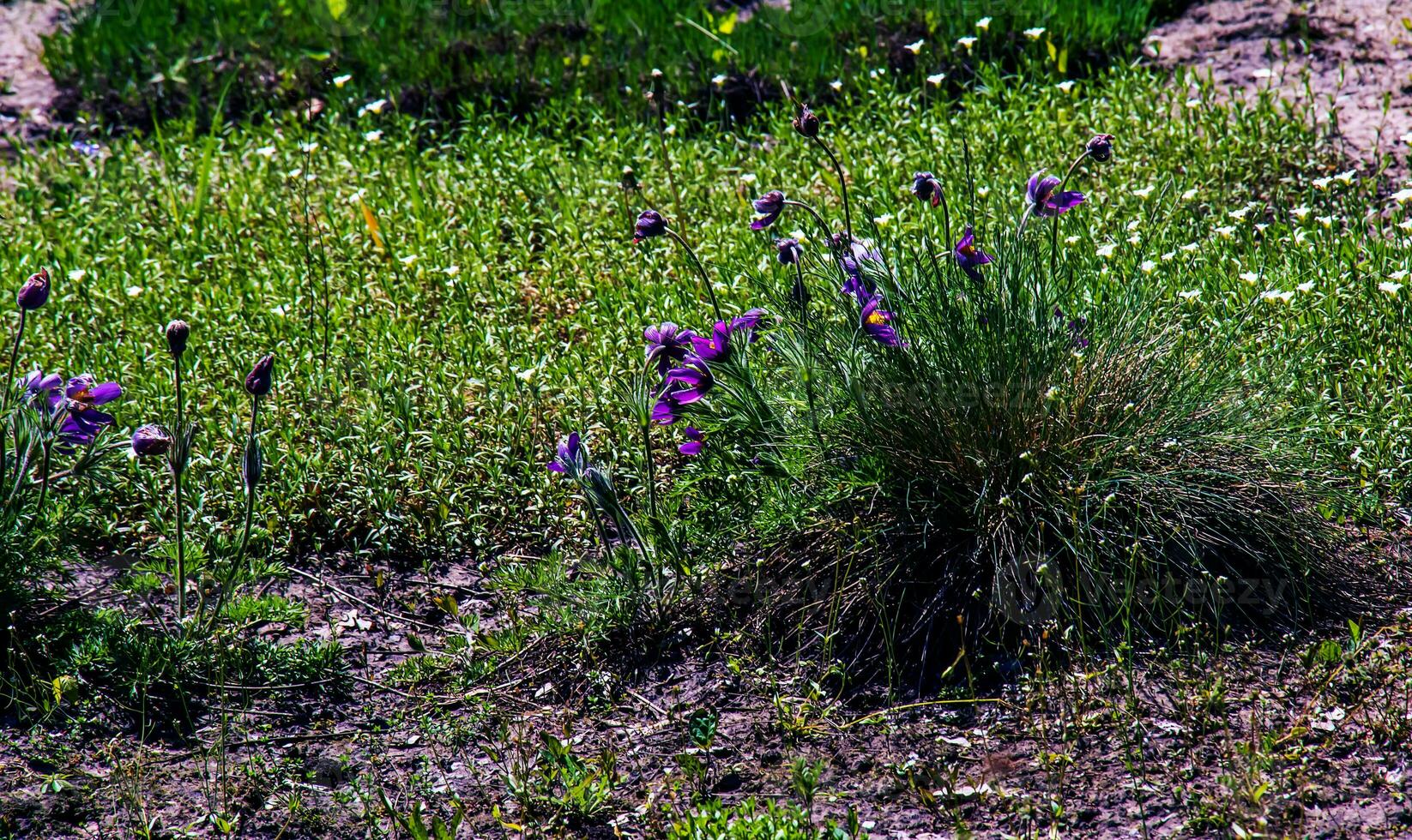 magnifique pulsatille vulgaris dans le jardin dans printemps. pulsatille vulgaire, anémone pulsatille, est une espèce de floraison plante qui appartiennent à le renoncule famille, renonculacées. photo