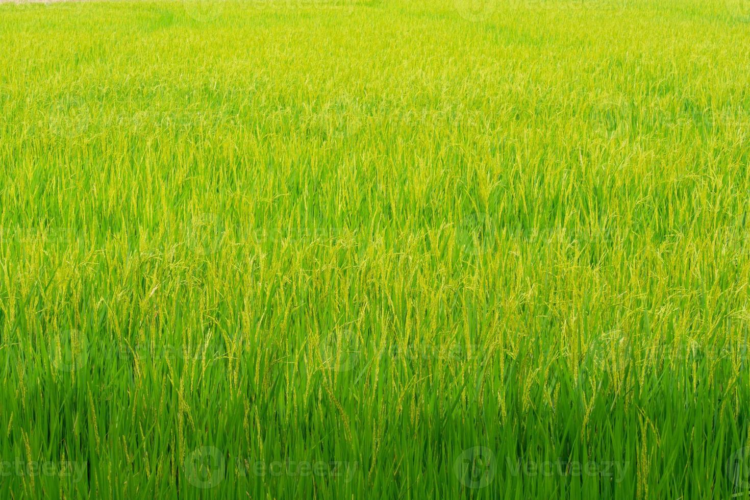 rizière dorée photo