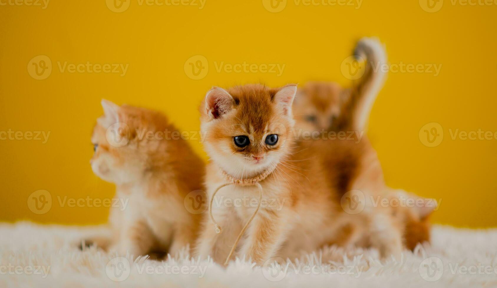 Orange chat mignonne chat mignonne animal de compagnie en train de dormir chaton mignonne chaton chat croissance maturité le Regardez et innocence de chats. photo