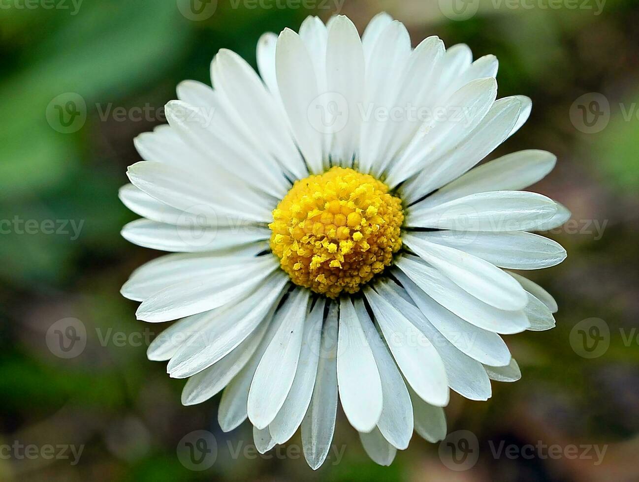 marguerite avec beaucoup de bokeh sur un pré. concentrez-vous sur le pollen des fleurs. photo