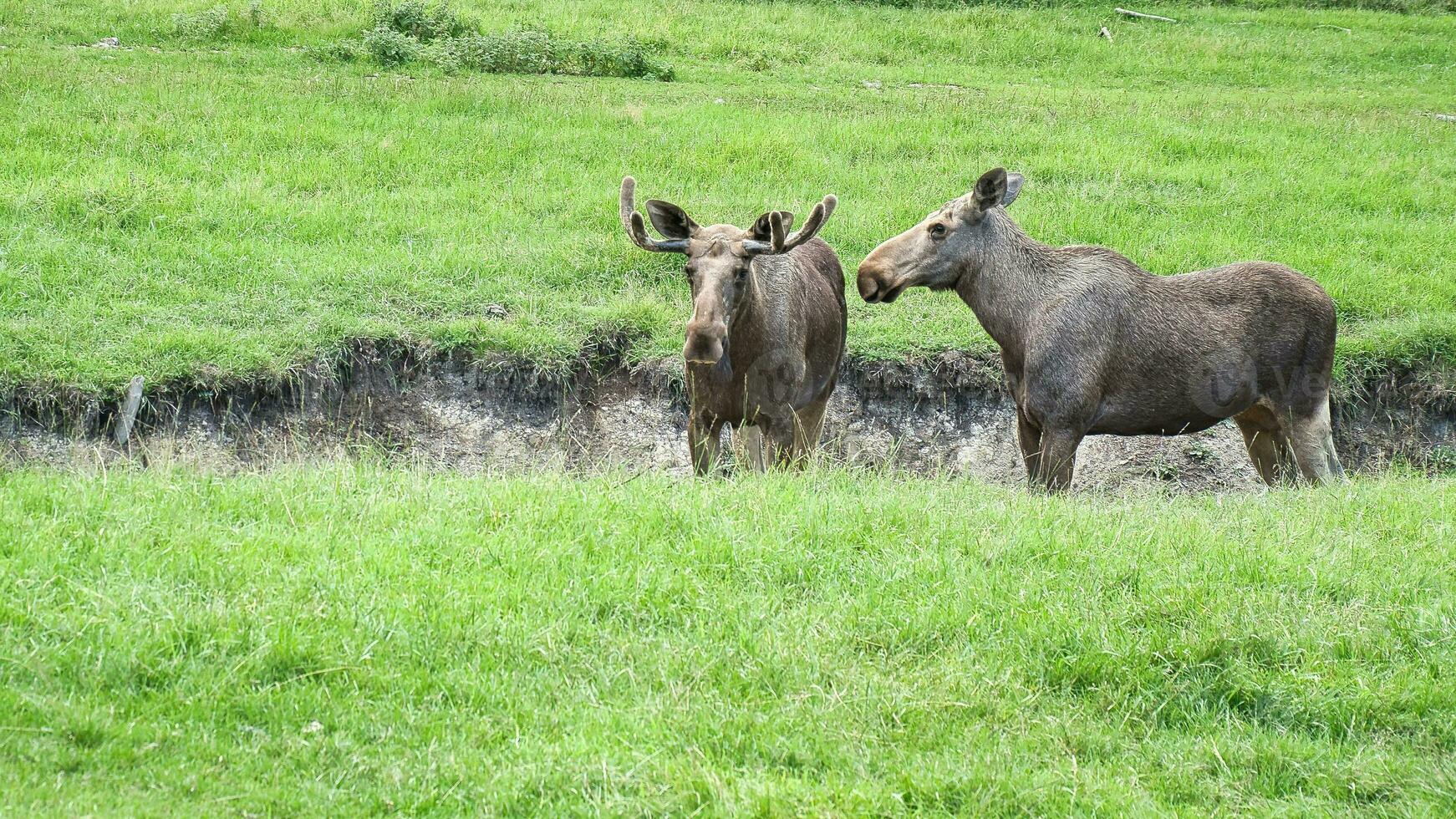 deux élan dans le fossé sur une vert Prairie dans Scandinavie alimentaire. Roi de le les forêts photo