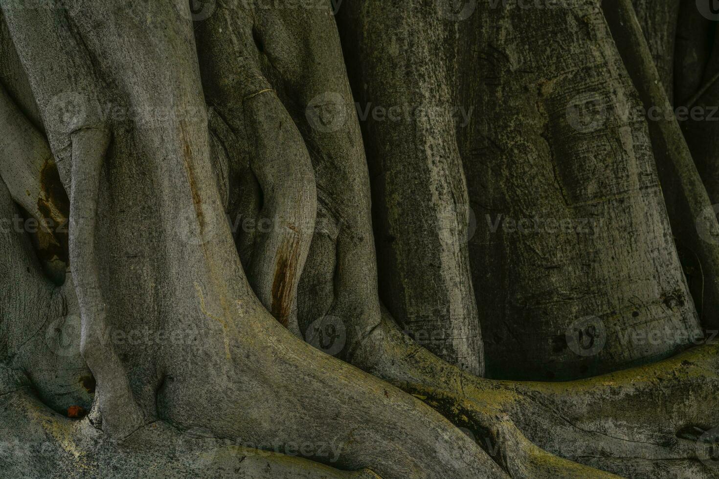 fermer vieux tronc et racine de banian arbre. grand arbre tronc dans tropical forêt. tordu modèle de arbre tronc texture Contexte. Naturel bois peau. croissance de plante. marron et gris gros arbre aboyer. photo