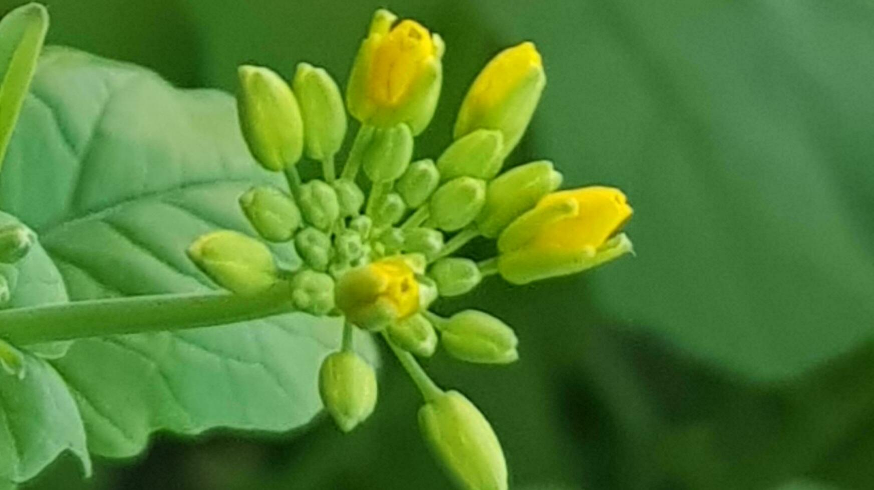 rassemblé fleurs. Jaune suiveurs et les plantes. rassemblé champ. pays voir. Naturel Contexte de rassemblé fleur champ. photo