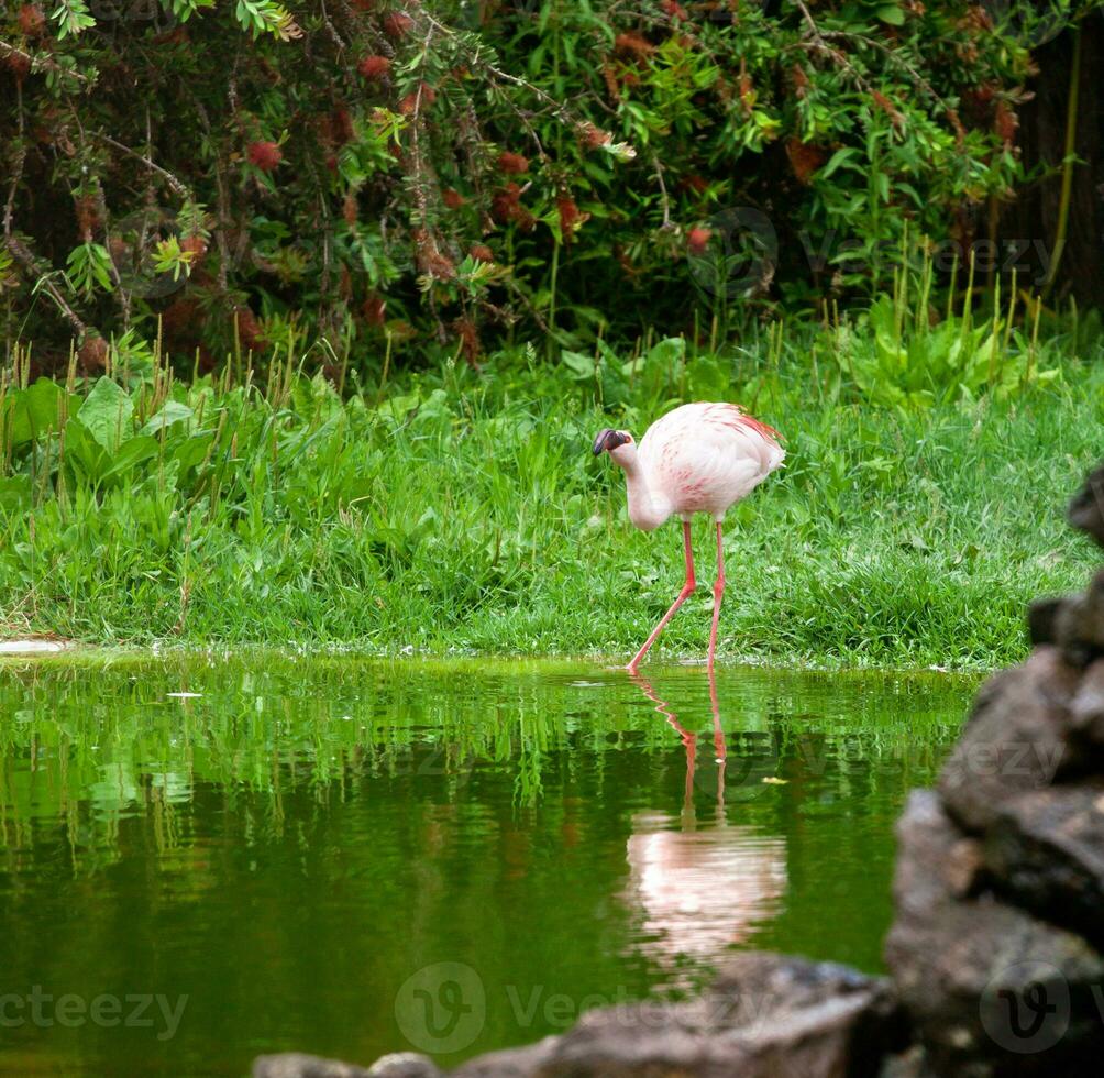 beau flamant rose photo