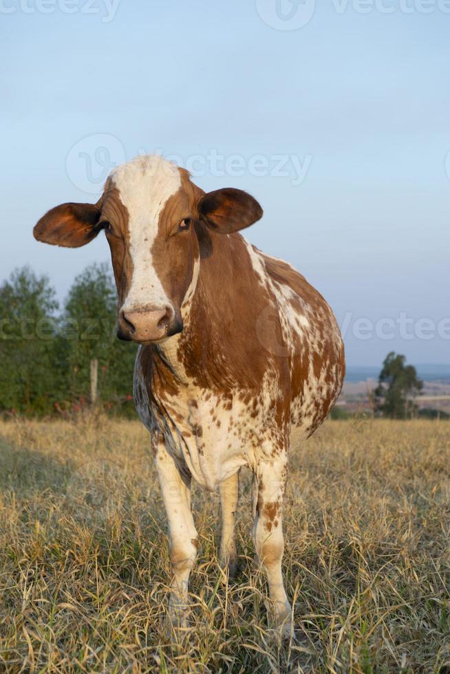 gros plan d'une belle vache hollandaise tachetée de brun et de blanc photo