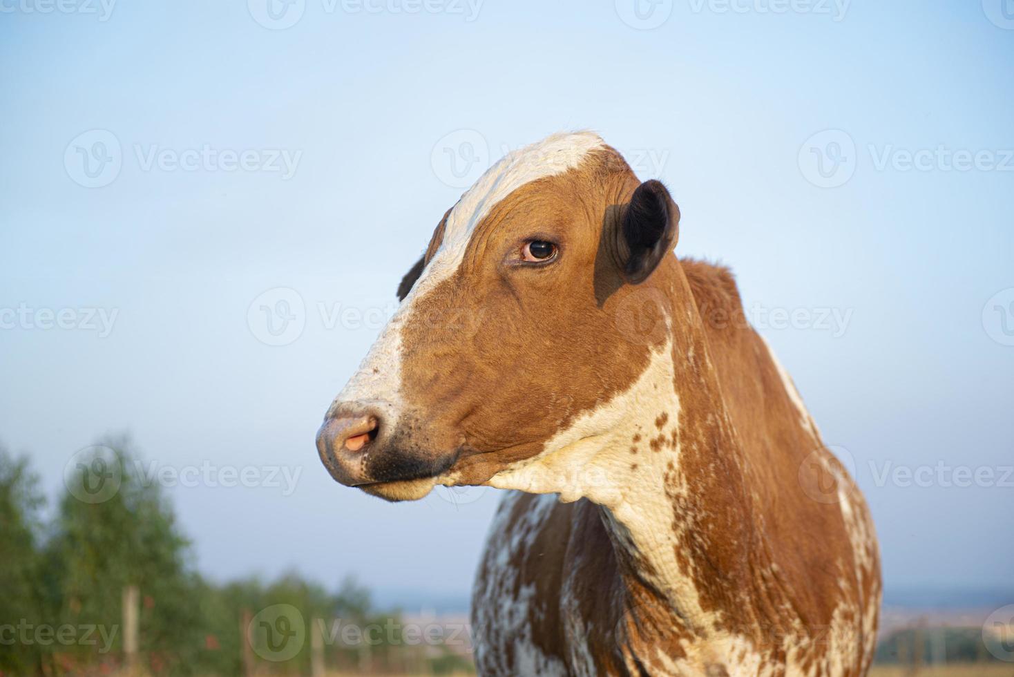 belle vache hollandaise tachetée de brun et de blanc photo