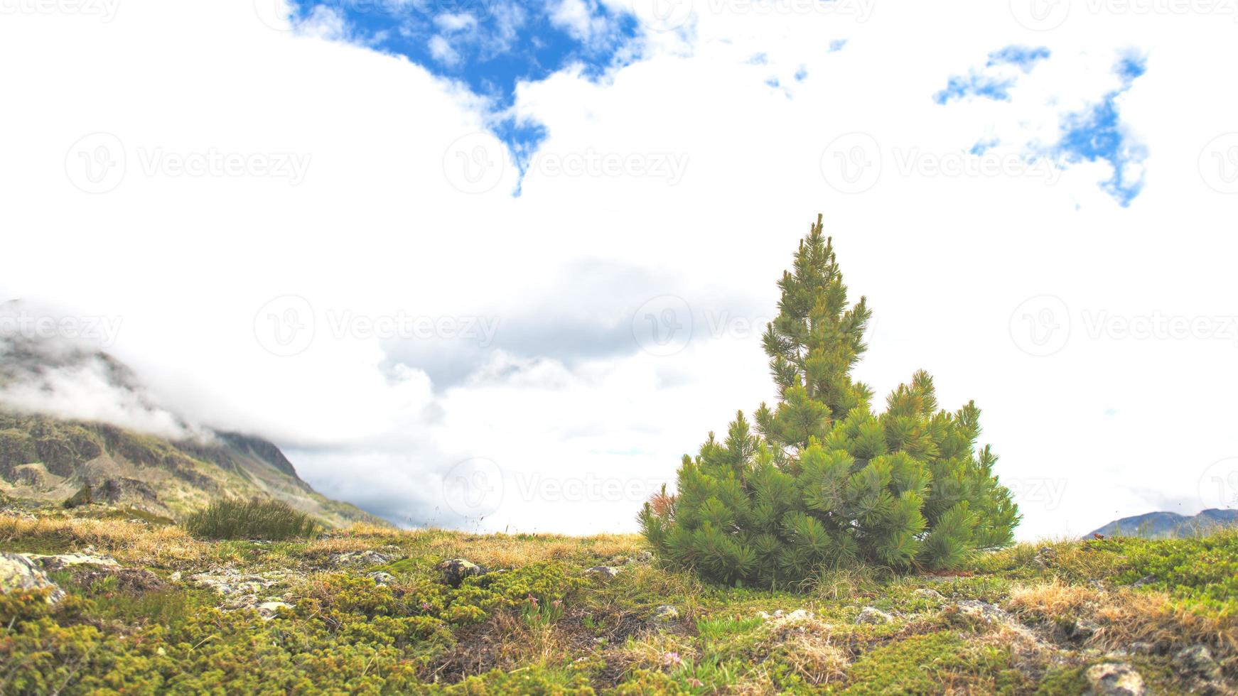 le petit pin de haute montagne pousse photo