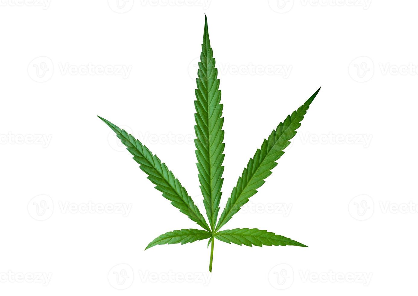 illustrations de feuilles de marijuana sur fond sombre de cannabis photo