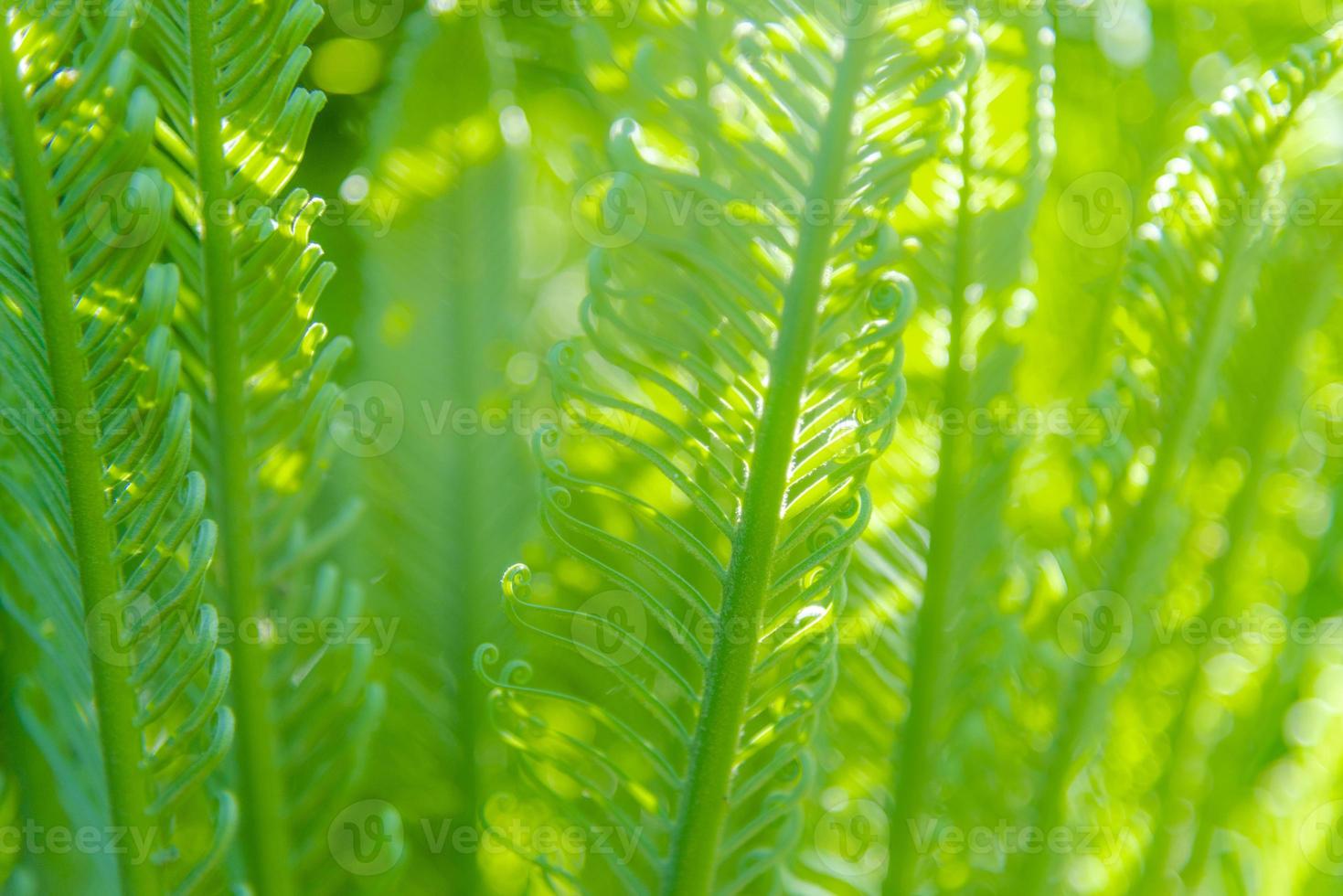 abstrait beau feuillage vert tropical se concentre uniquement photo