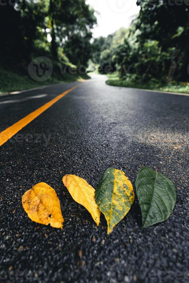 feuille d'automne dans la forêt verte, route de la forêt photo