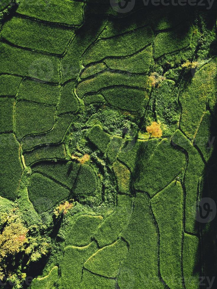 Champ de riz paddy paysage en Asie, vue aérienne photo