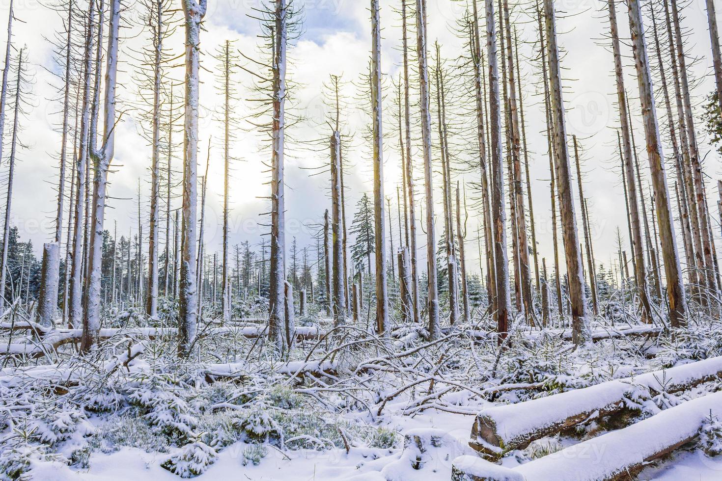 Forêt d'argent mourant enneigé dans le paysage Brocken Mountain Harz Allemagne photo