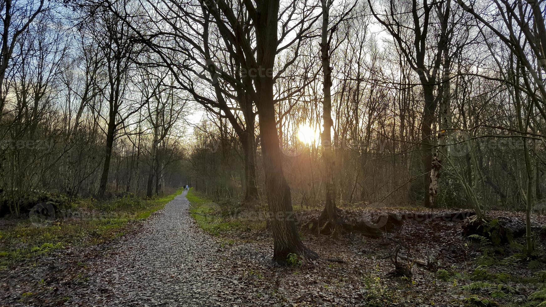 coucher de soleil dans la forêt. rayons de soleil entre les arbres, allemagne. photo