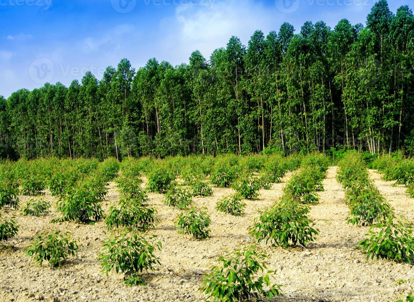 rangée d'eucalyptus de croissance dans la plantation photo