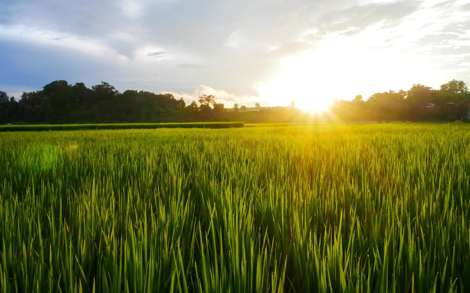 rizière verte saison des pluies et coucher de soleil beaux paysages naturels photo