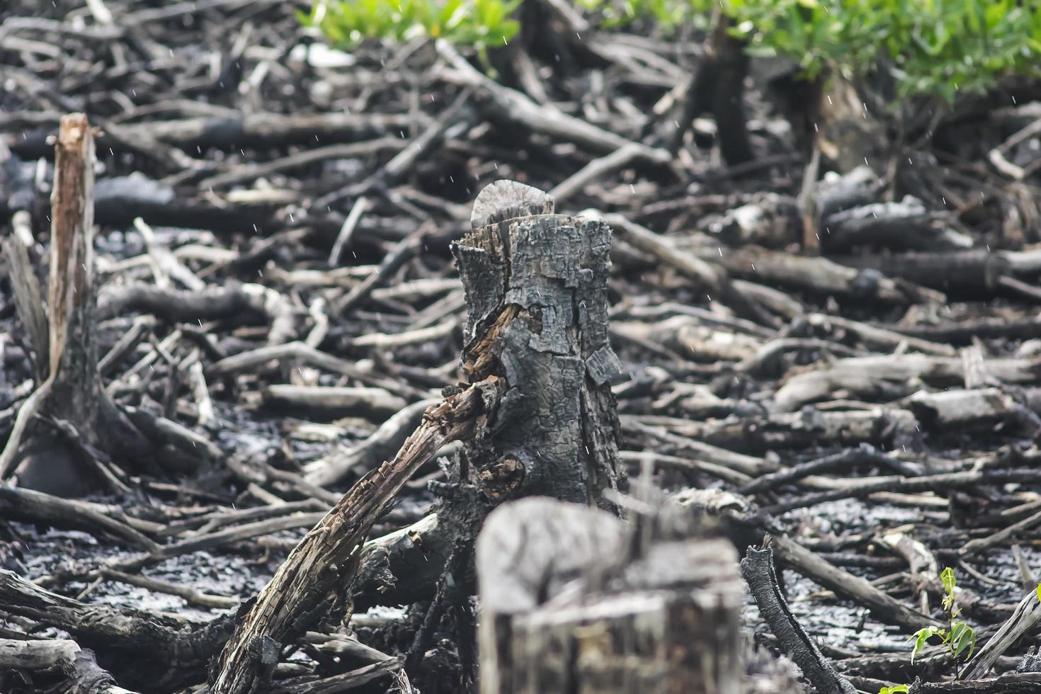 mangroves qui ont été coupées et brûlées photo