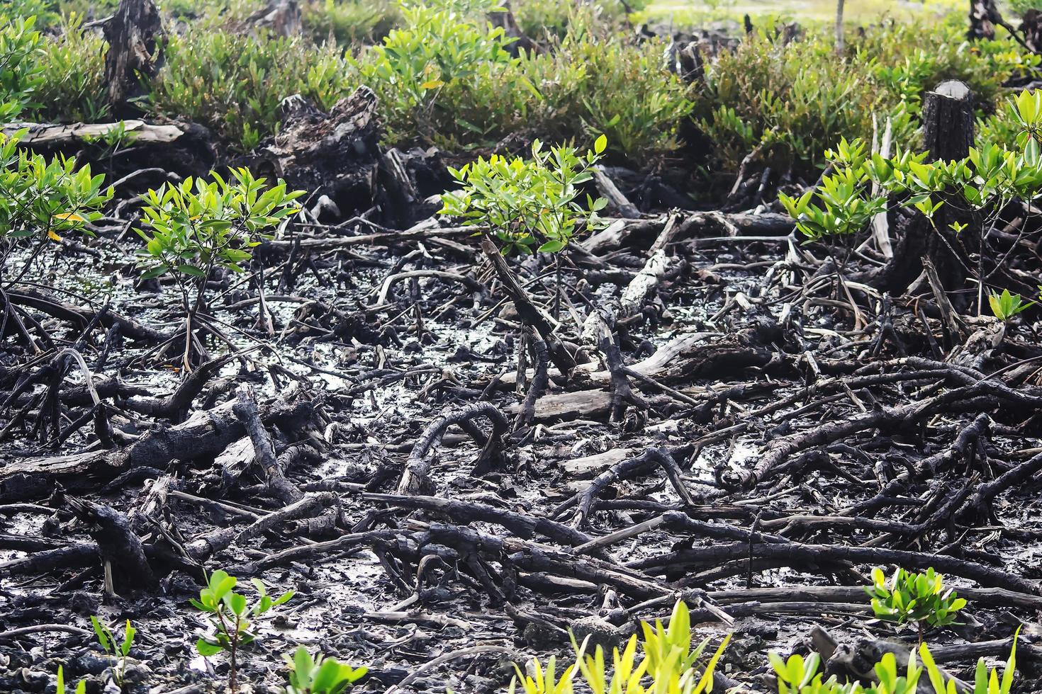 mangroves qui ont été coupées et brûlées photo