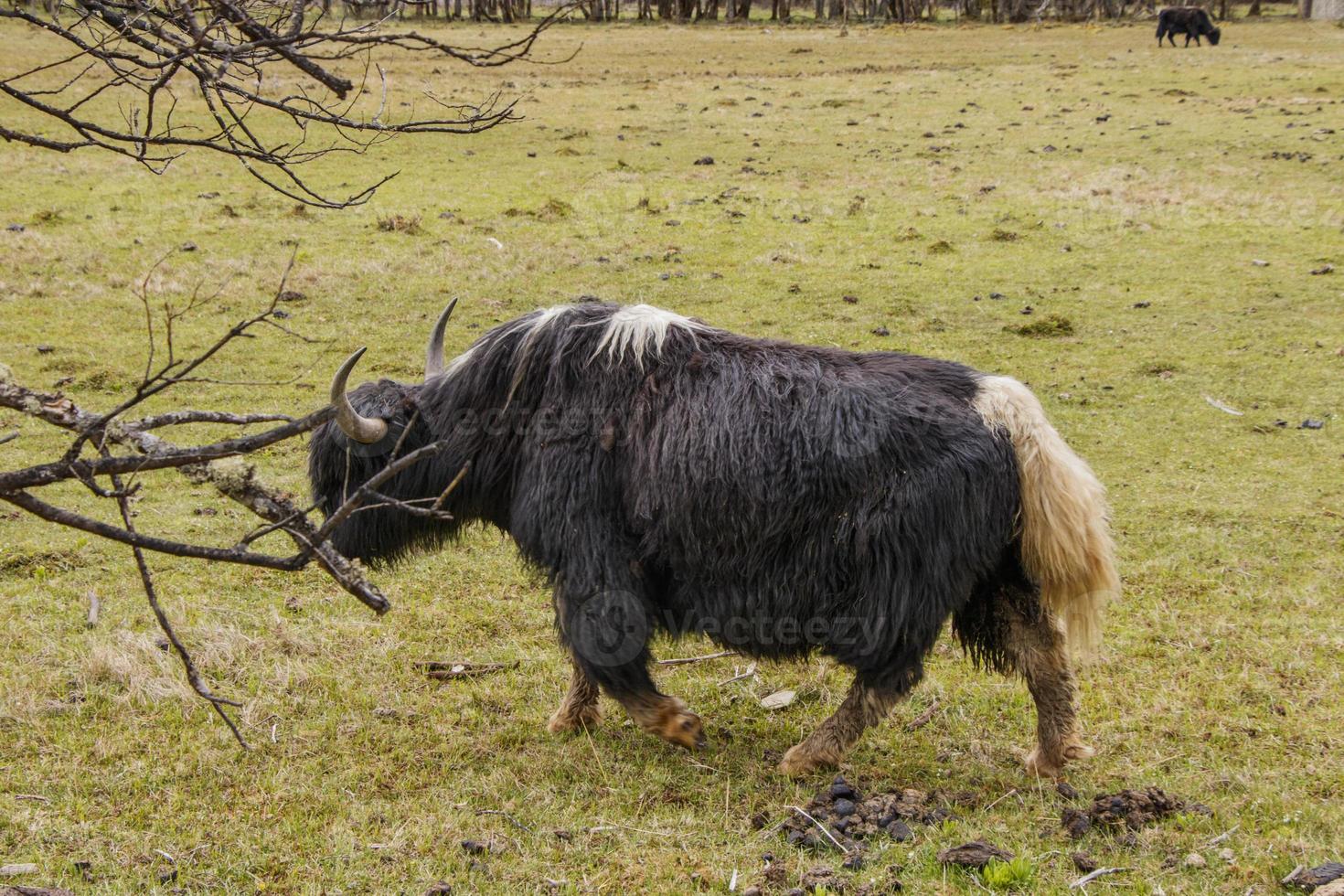 Yak mangeant de l'herbe dans le parc national de pudacuo à shangri la, yunnan chine photo