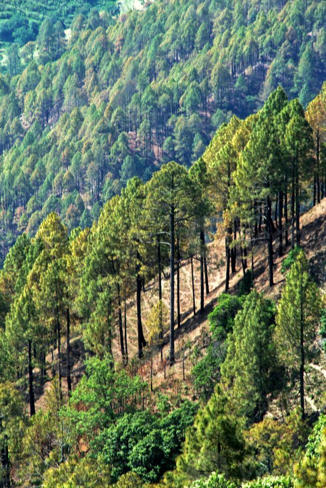 arbres sur la pente de la montagne photo