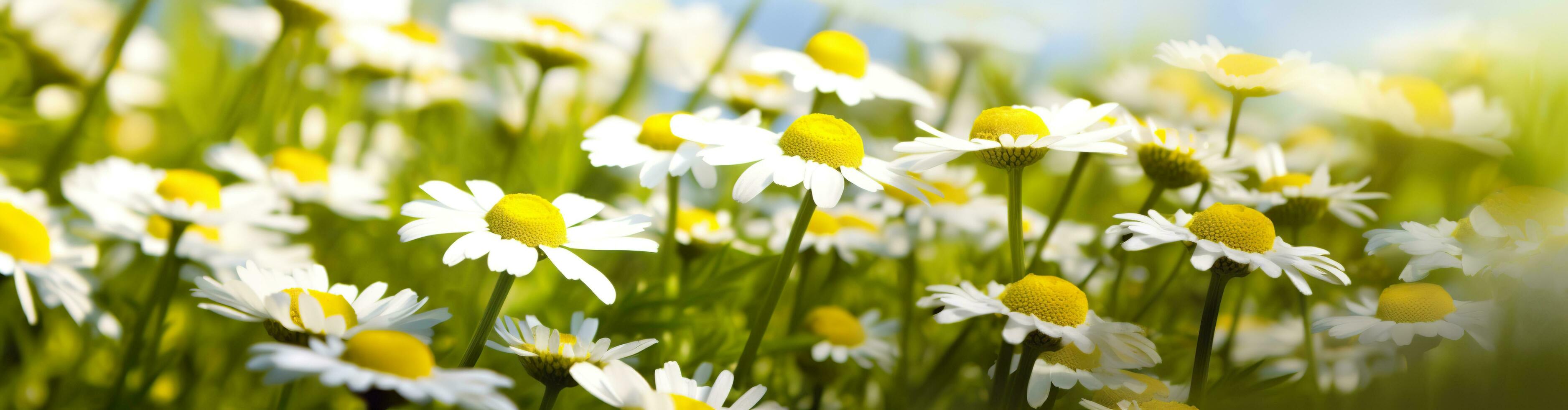 camomille fleur pour une bannière. génératif ai photo