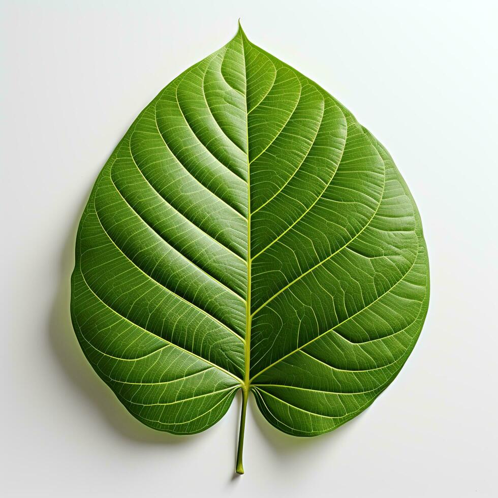 humide vert feuilles isolé sur blanc arrière-plan, ai généré photo