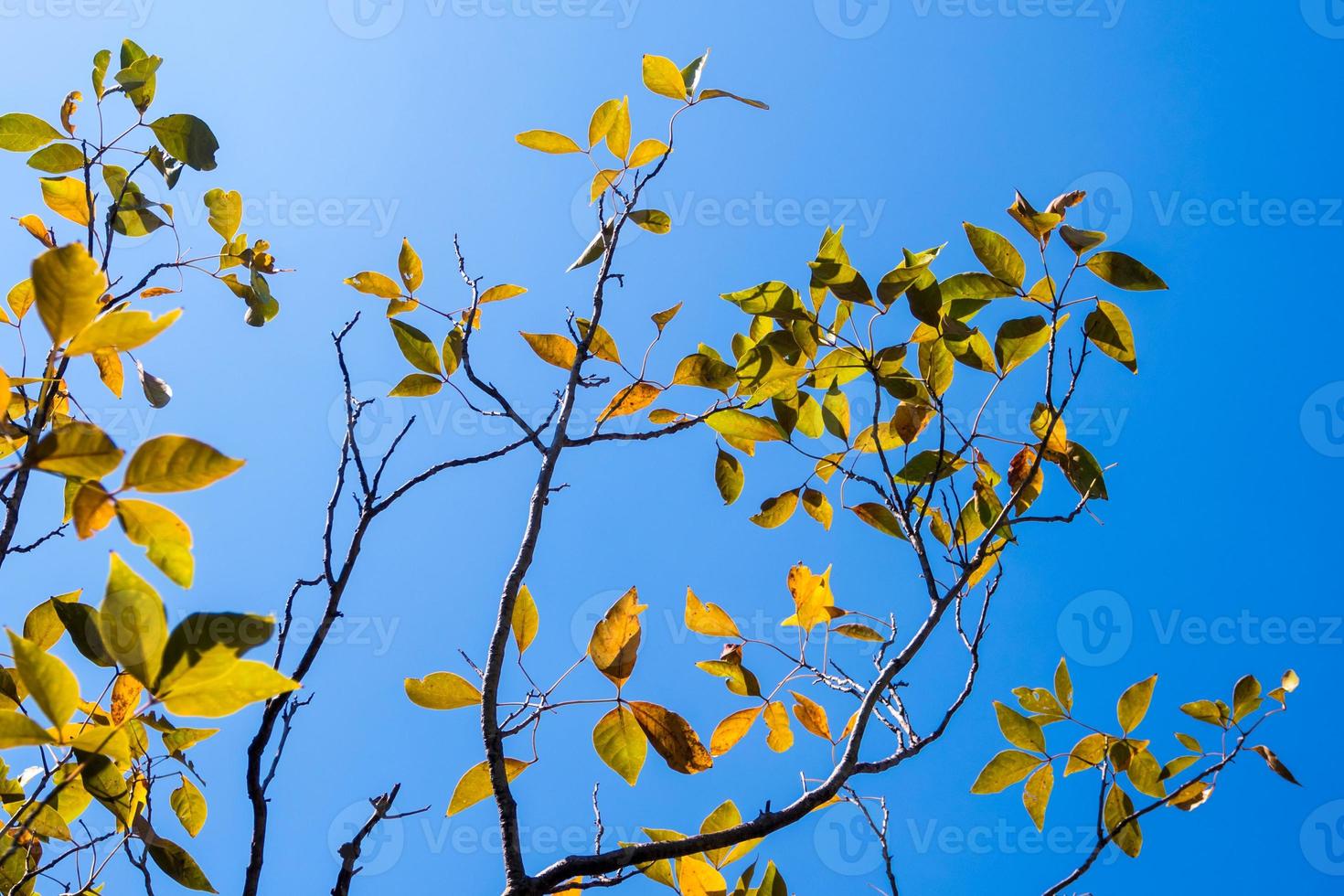 feuilles lumineuses sur fond de ciel bleu et de lumière du soleil photo