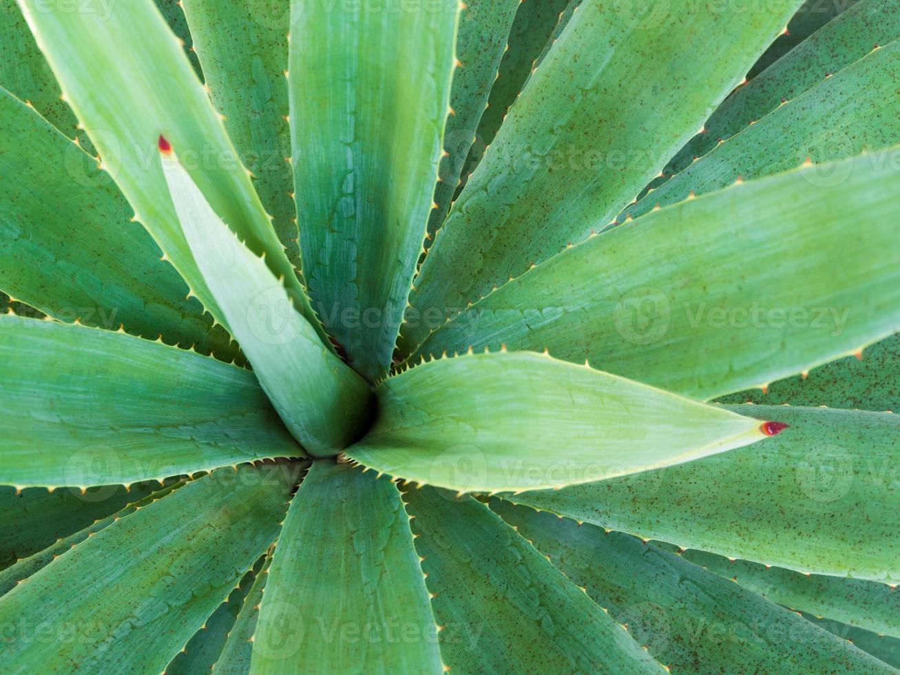 gros plan de plante succulente, épine et détail sur les feuilles de l'agave photo