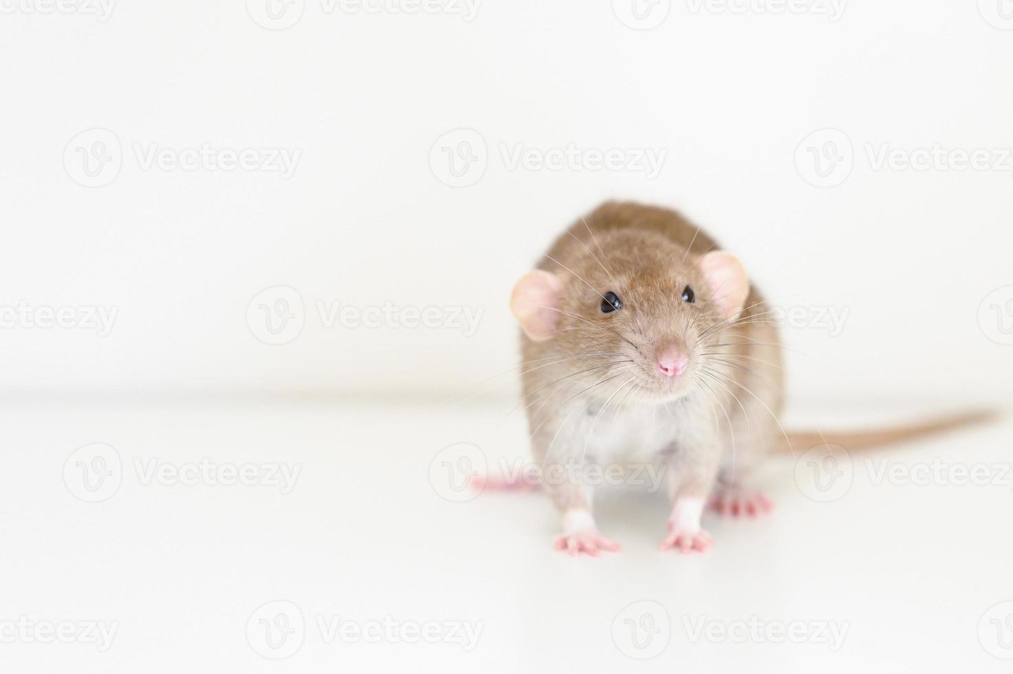 souris rat de compagnie photo