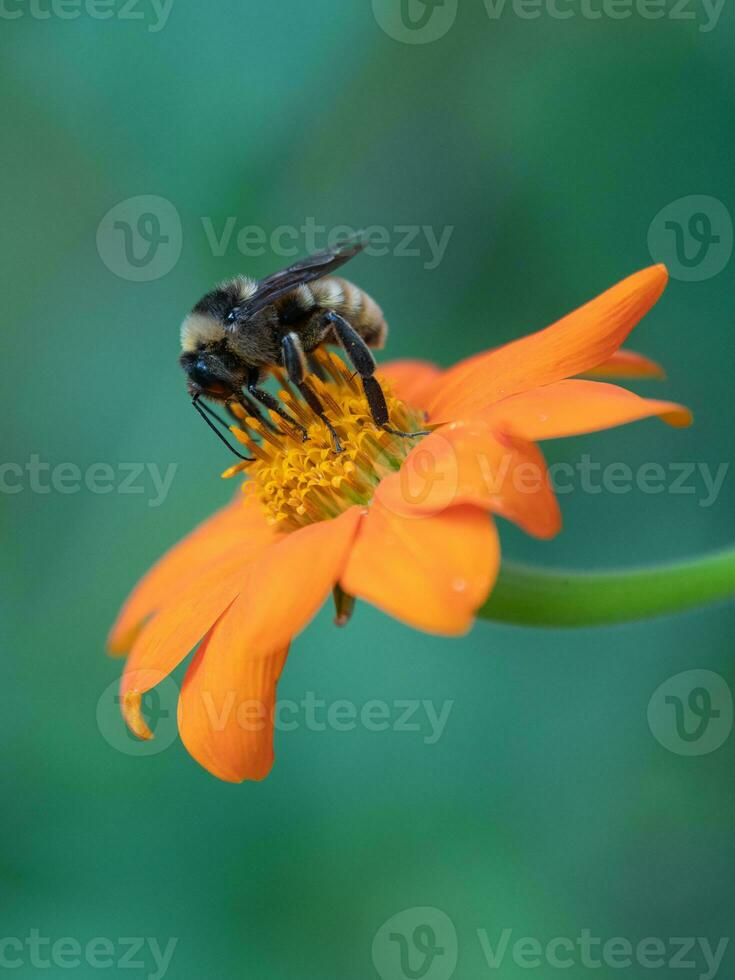 une abeille découverte nectar sur un Orange fleur contre une en sourdine vert Contexte. photo