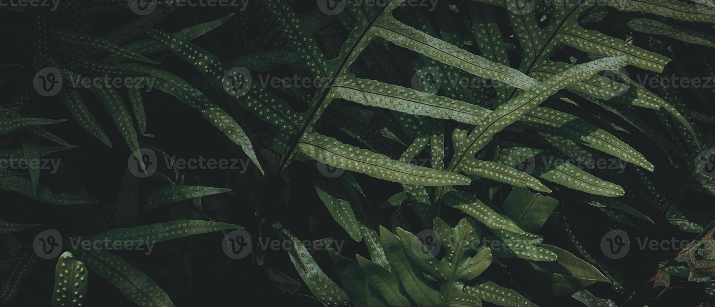 fond de feuille verte tropicale, thème de ton sombre. photo