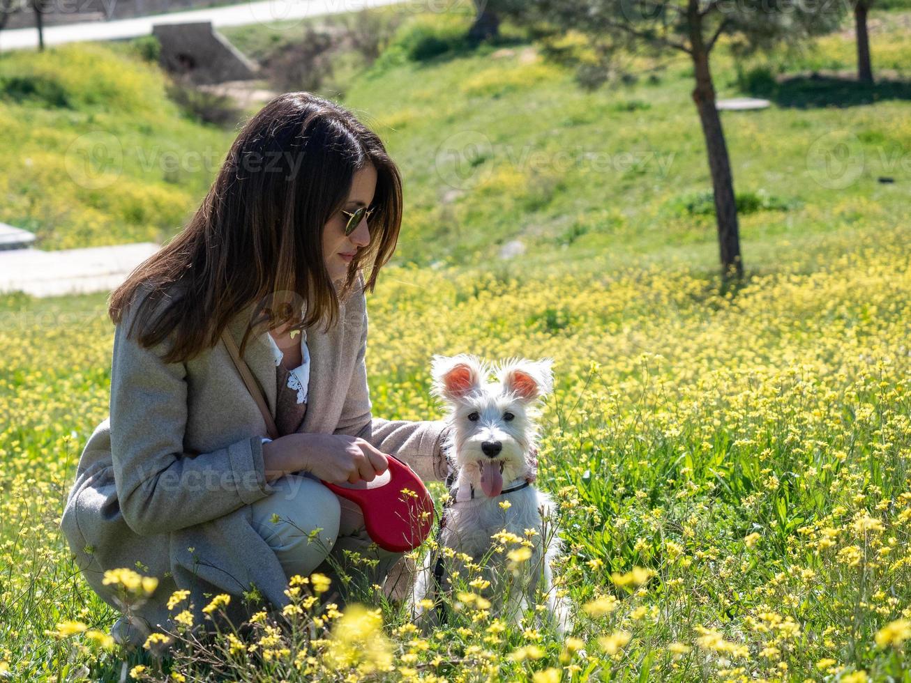 Femme avec chien schnauzer dans un champ de fleurs jaunes photo