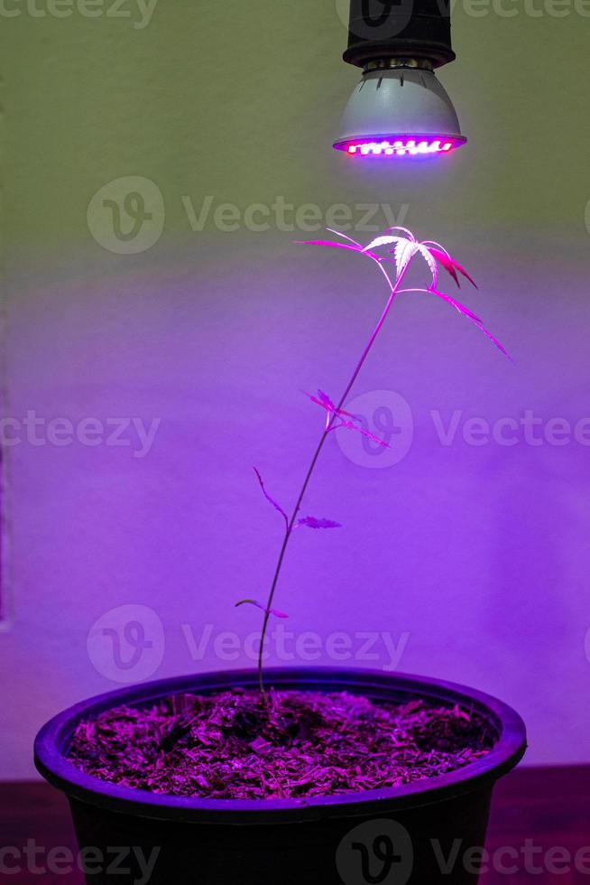 Plant de cannabis poussant en pot avec lampe de culture LED photo