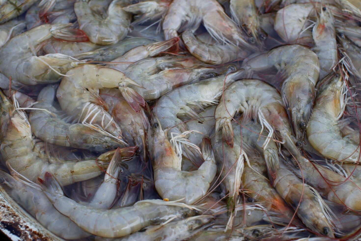 crevettes d'eau douce prêtes à être vendues sur le marché photo