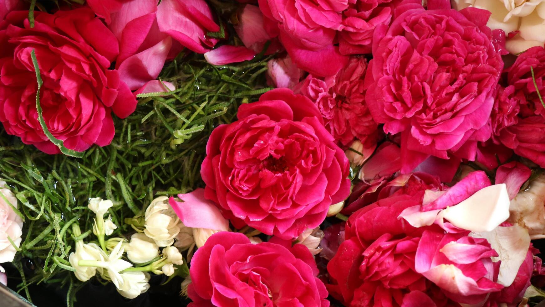 les roses rouges en gros plan sont utilisées pour des événements traditionnels photo